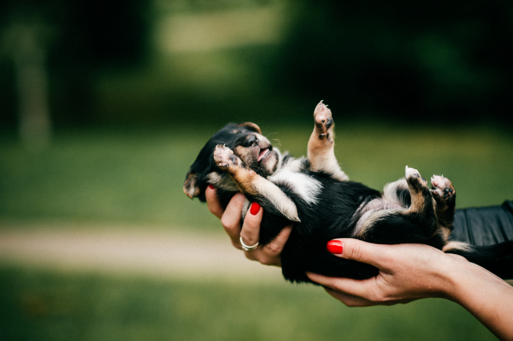 Female hands holding new born puppy at nature