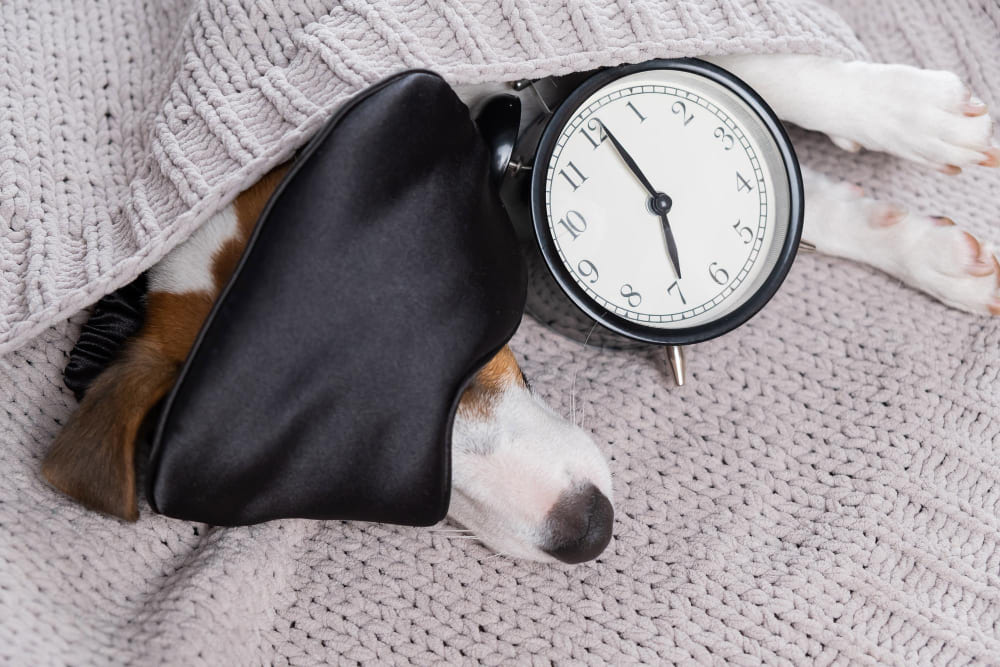 High angle view of dog sleeping on bed