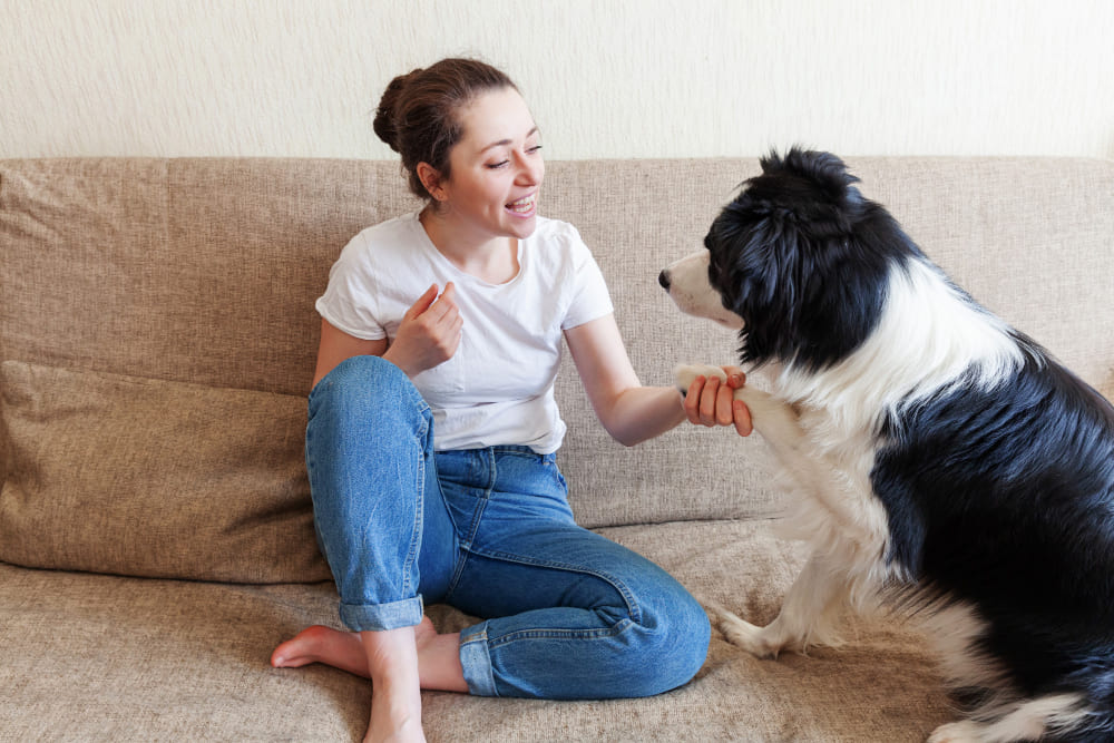 Smiling young attractive woman playing with cute puppy dog border collie on couch at home indoors