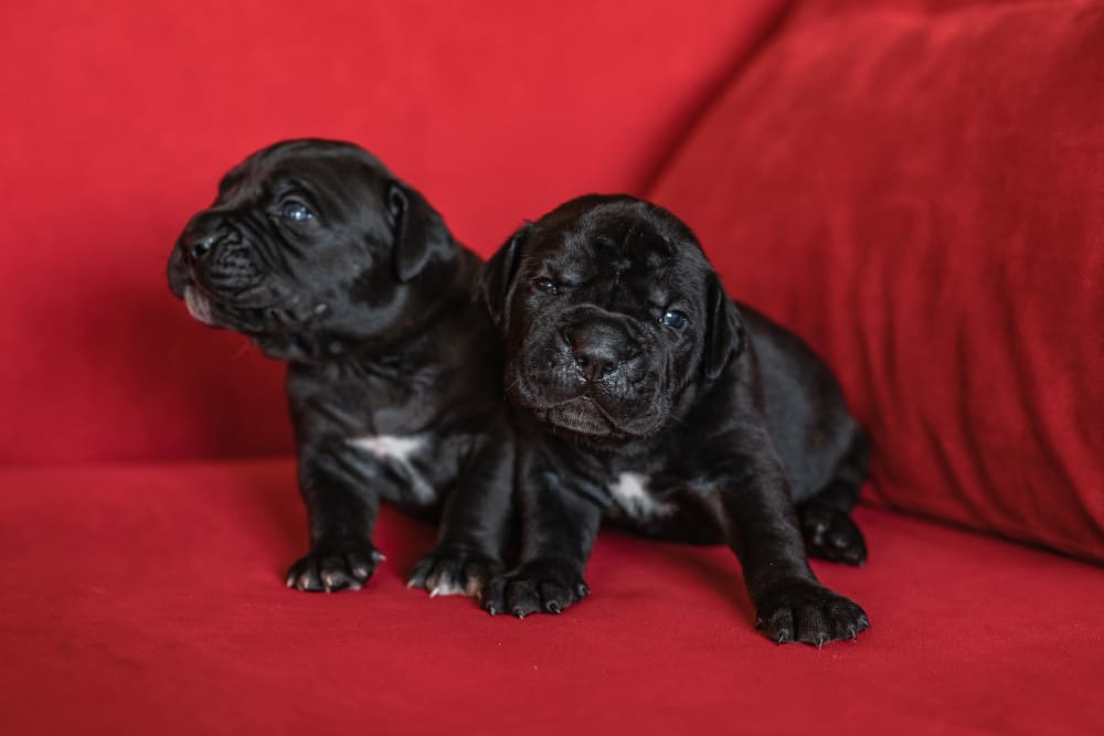 Two cute little black puppys of the Italian cane Corso breed . Red background